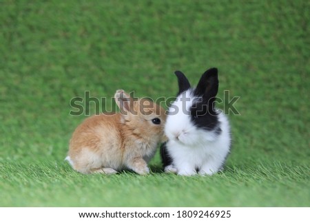 Lovely two bunny easter fluffy baby rabbits, playing on green grass background.
