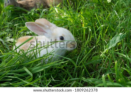 Image of  rabbits in green grass outdoor