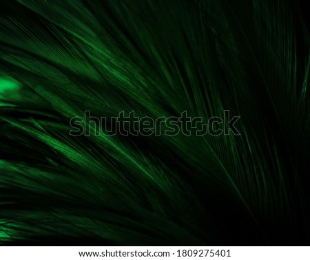 Beautiful abstract pastel green feathers on dark background, black feather frame texture on green background, dark feather, black banners