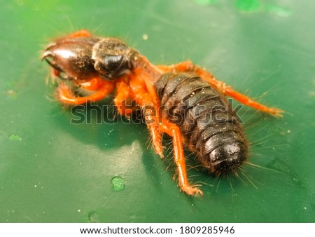 A picture of ant with blur background