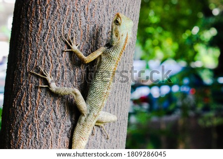 A picture of lizard with blur background