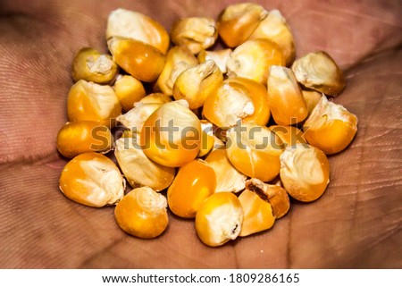 A picture of corn seeds