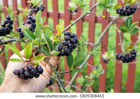 Berries of chokeberry (aronia melanocarpa or black rowan) in men's hand in garden in summer, small depth of focus. Royalty-Free Stock Photo #1809308461