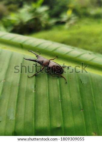 Picture of banana leaves and insects in the rainy season in the rainforest