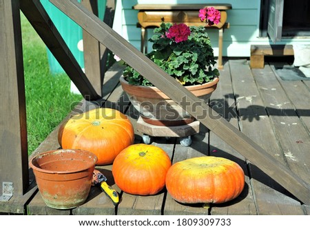 Pumpkins on rural landscape background