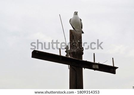 A seagull is sitting on a pole.