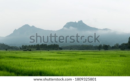 Green rice fields in the rainy season with mountains in the background.