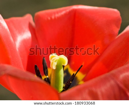 Beautiful red poppy flower, close up