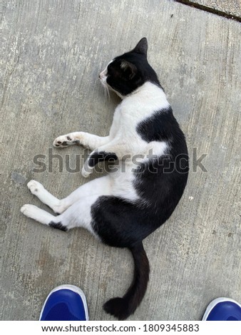 Cat lying on the ground