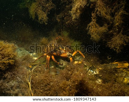 A closeup picture of a crab in a beautiful marine environment. Picture from Oresund, Malmo in southern Sweden.