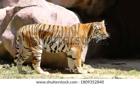 Tiger in front of the cave