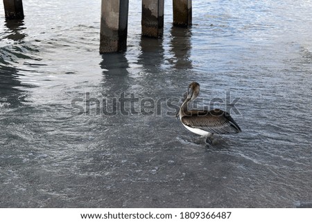 Brown Pelican in the Gulf by the a Naples Pier