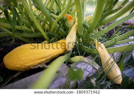 Summer squash growing in the garden Royalty-Free Stock Photo #1809371962
