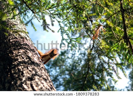 Curious playful squirrel with fluffy tail on pine tree in sunny day outdoors. 