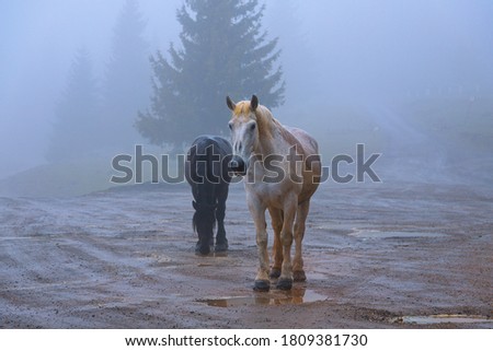 feral horses in Apuseni mountains; the animals come to villages sometimes, but they thrive living in the wild