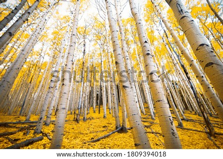 Aspen trees with golden yellow fall colors in the autumn mountains of Flagstaff, Arizona on the Inner Basin Trail Royalty-Free Stock Photo #1809394018