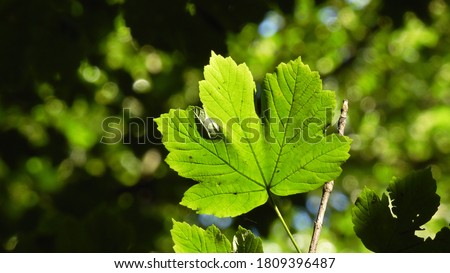 Green maple leaf in the sunlight. Maple tree in the forest in Poland
