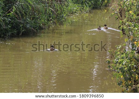 Large and white herons along with ducks swim in a lake