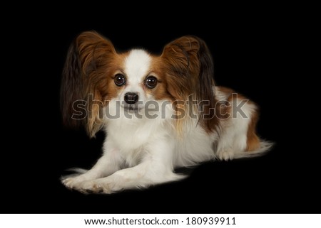 Papillon/Chihuahua crossbreed, isolated on black