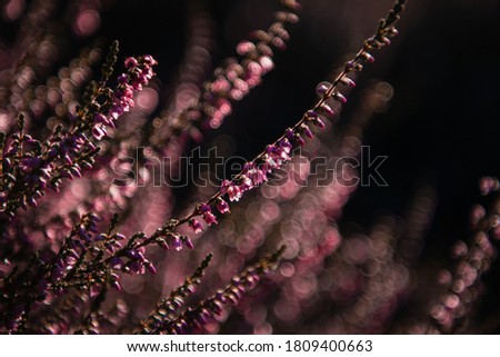Macro close up of the heath flower plant in the sunset light. Purple blooming nature