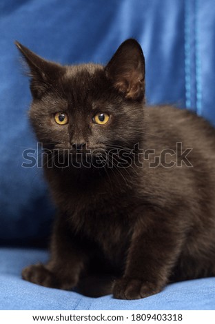 cute black european shorthair kitten close up