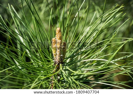 Close-up of young shoots of pine possibly black pine (Pinus Nigra). Green shoots on branches in spring garden. Landscape for any wallpaper. There is place for text. Selective focus