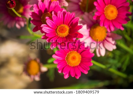 Close up of red and light pink flowers during the summer time. Summer flowers with green leaves under the sunlights.
