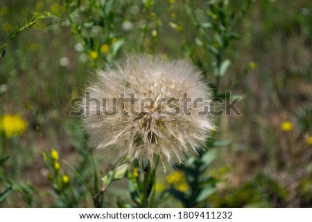 
Big summer dandelion, on a background of green grass.