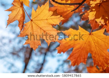 Beautiful background of yellow maple leaves. Suitable for design, screensavers, 3D wallpapers. concept Autumn composition. Sunny atmospheric photo.