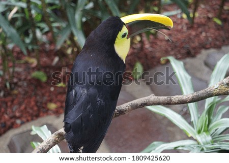 beautiful colorful toucan in Costa Rica
