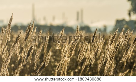 Stems of dried up field grasses with ripe ears and factory smoking chimneys on the horizon.