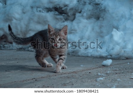 beautiful gray tabby little kitten with protruding tongue walks and plays with snow in frosty winter on a sunny day
