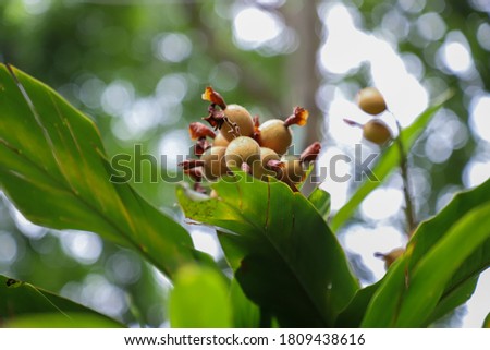 Fresh Cardamom, sometimes cardamon or cardamum- a spice made from the seeds of several plants in the genera Elettaria and Amomum in the family Zingiberaceae on the tree Royalty-Free Stock Photo #1809438616