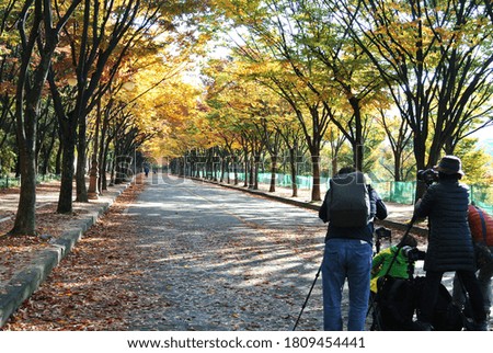 The park is colored with autumn scenery, and the roads are colored with autumn leaves, and photographers take pictures.