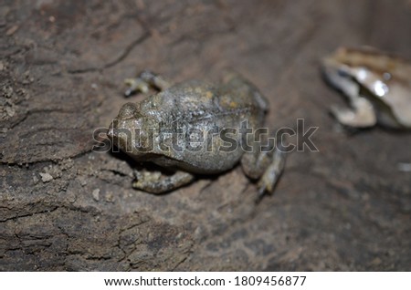 The brazilian amazon commom toad