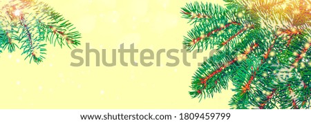 Frozen winter forest with snow covered trees. Coniferous spruce branch. outdoor