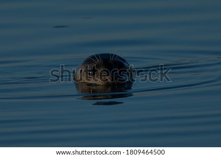 Harbor seal, seen in the wild in a marsh in North California