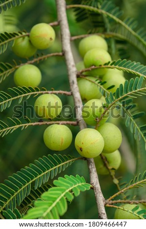 Plenty amla fruits in rainy season