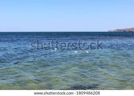 Seagulls swim in the blue sea and sway in the soft waves of the clear ocean, a piece of land is visible in the distance. Seascape with horizon and blue sky. Sea and blue sky on a sunny warm day