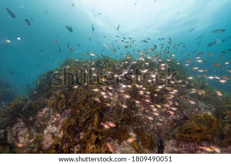 jeju underwater sea-jungle & fish