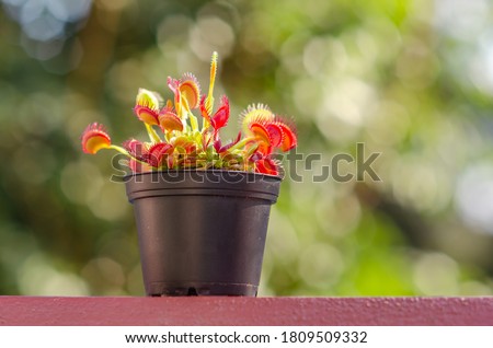 Venus flytrap (Dionaea muscipula) stands on the balcony against the background of nature. 