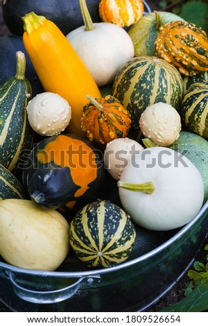 Colorful decorative pumpkins. Halloween decor with various pumpkins and flowers. Autumn crop, gather or harvest.