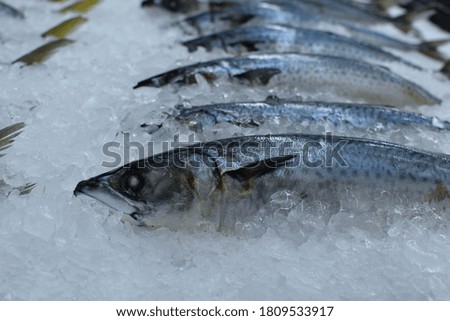 close up,Fresh mackerel is frozen on top of a frozen block of water.