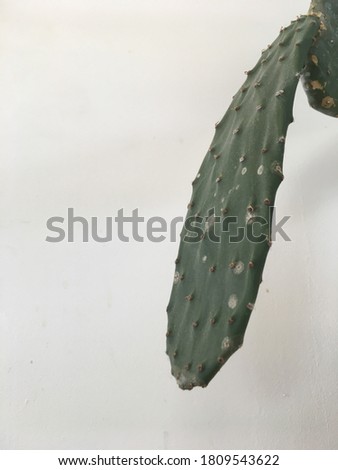 Selective focused of Cactus leaf on off white cement wall background on right of photo with space on left for branding runaround or wraparound text 