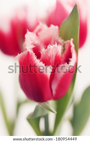 beautiful bouquet of pink tulips terry, tinted