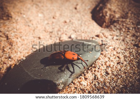 Red palm weevil snout beetle on a stone. Rhynchophorus ferrugineus