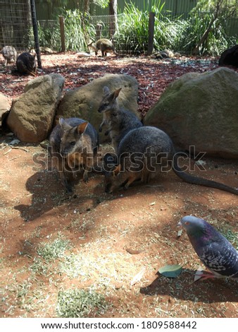 Kangaroos and wallabies in the national park in Australia