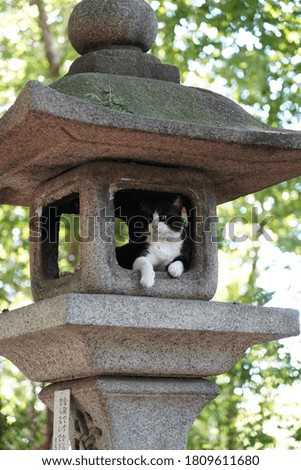 Cat in a stone lantern.