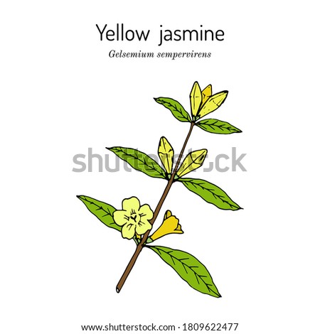 Yellow jessamine, Carolina jasmine, evening trumpetflower, woodbine (Gelsemium sempervirens), medicinal plant, state flower of South Carolina. Hand drawn botanical vector illustration Royalty-Free Stock Photo #1809622477