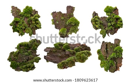 Set of Moss or Mosses on a pine bark, Green moss on a tree bark isolated on white background, with clipping path  Royalty-Free Stock Photo #1809623617